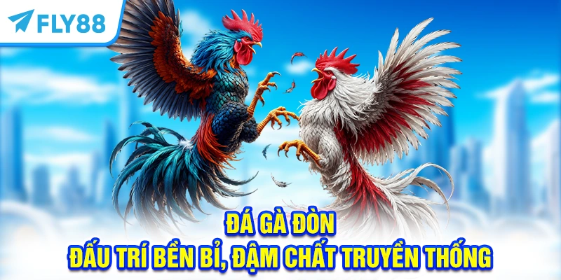 Đá gà đòn - Đấu trí bền bỉ, đậm chất truyền thống 