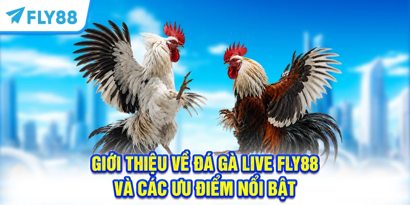 Giới thiệu về đá gà FLY88 và các ưu điểm nổi bật