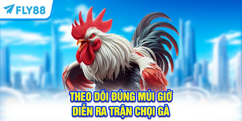 Theo dõi đúng múi giờ diễn ra trận chọi gà