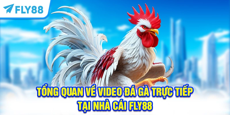 Tổng quan về video đá gà trực tiếp tại nhà cái FLY88